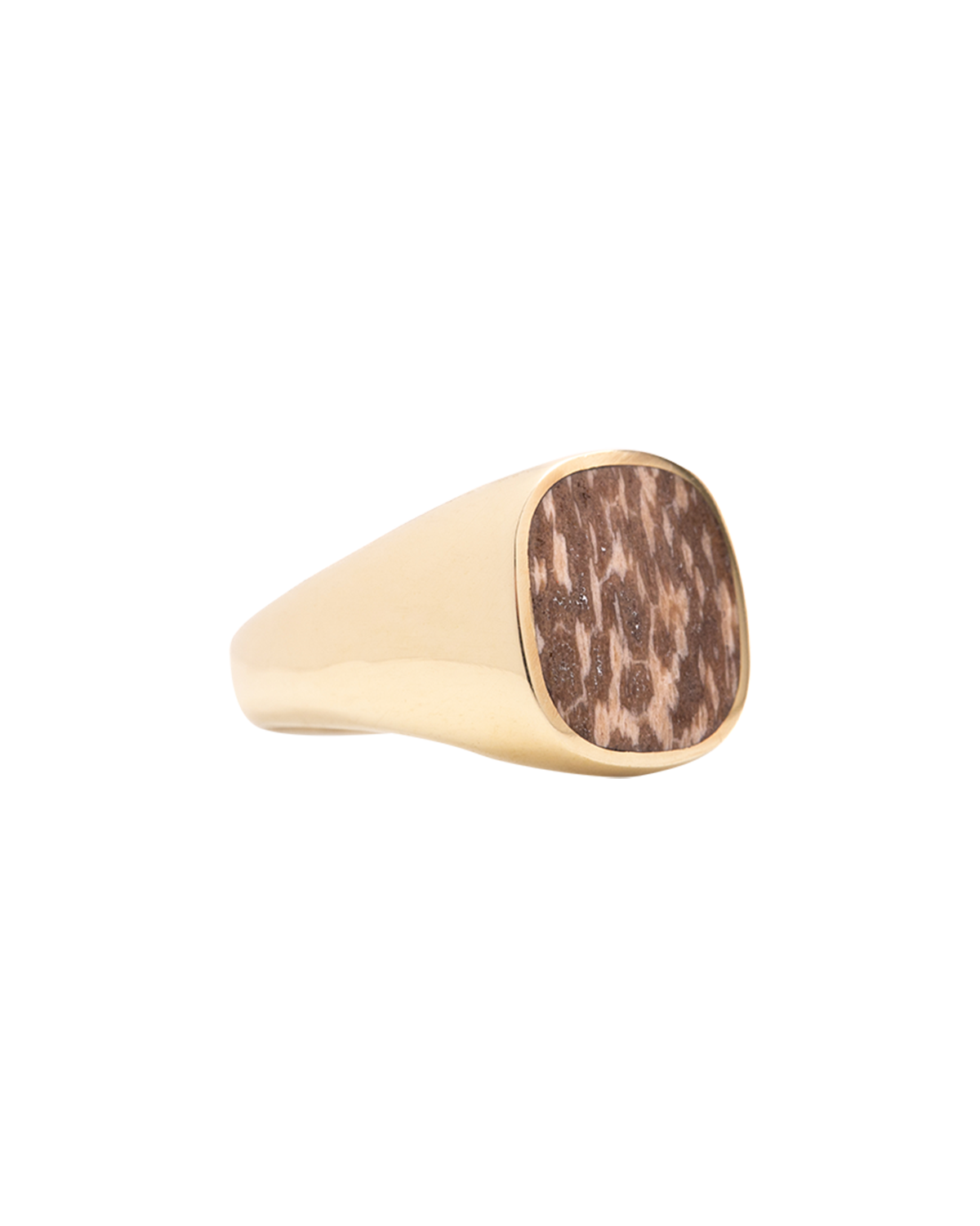Petrified Palm Signet Ring